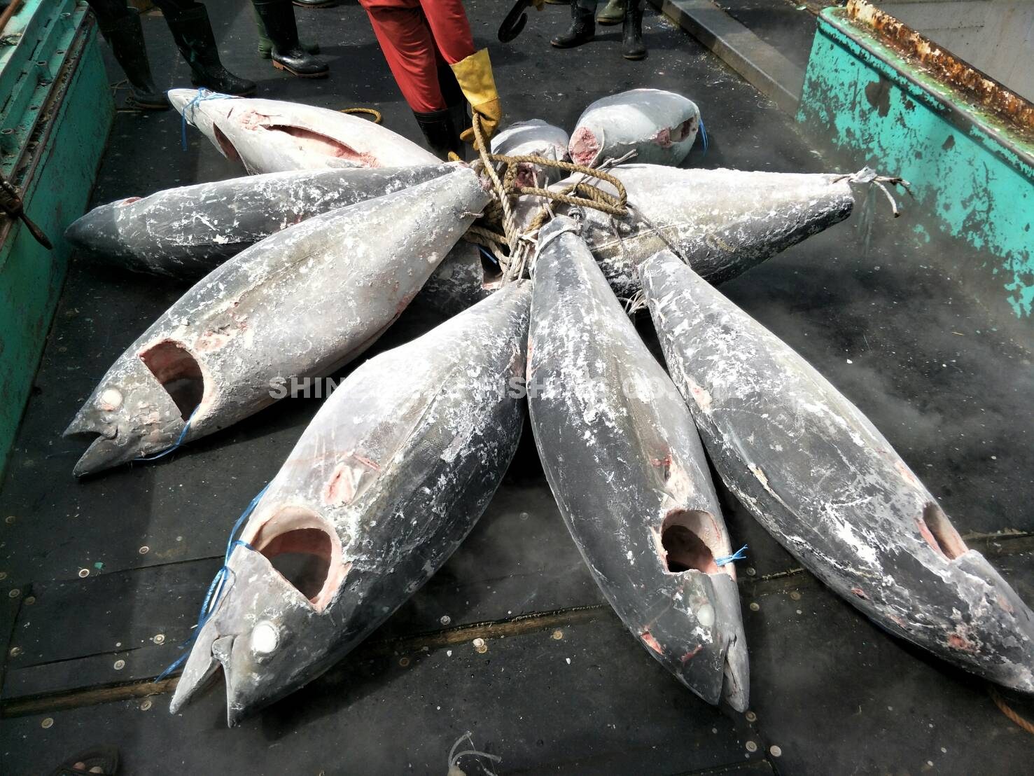 大目鮪/Bigeye Tuna 