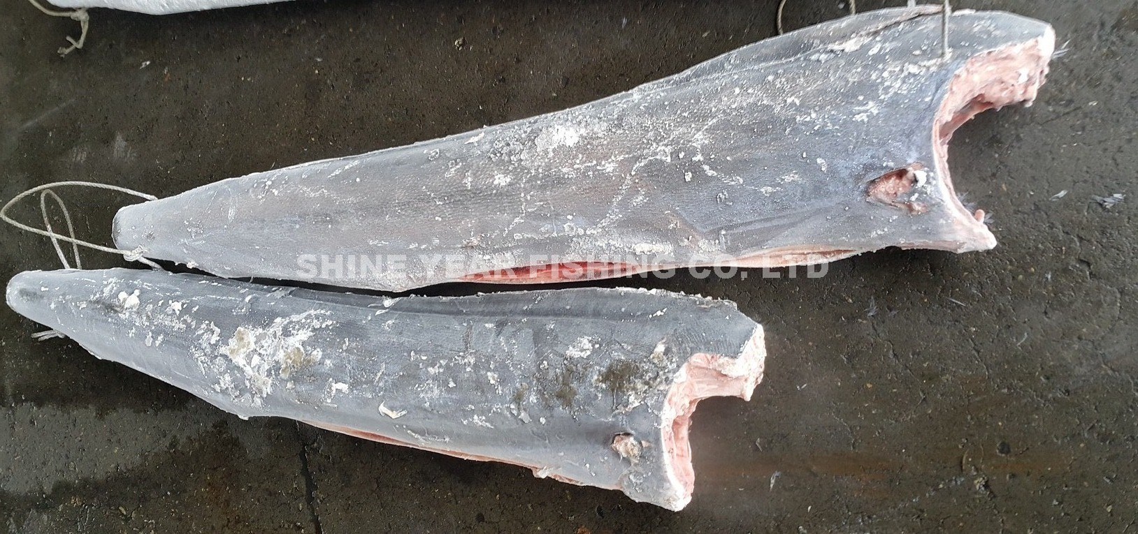 雨傘旗魚/Sailfish 