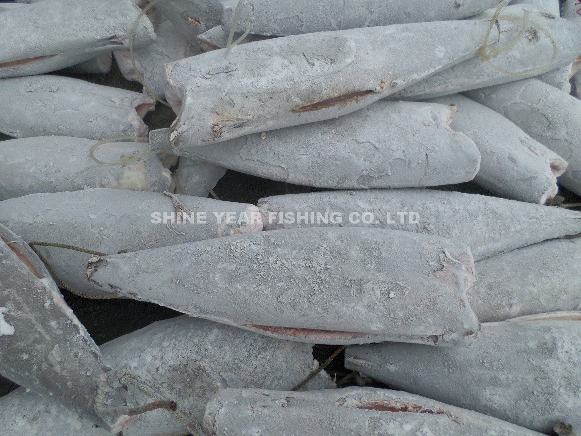 細鱗油甘/Smooth Skin Oilfish 