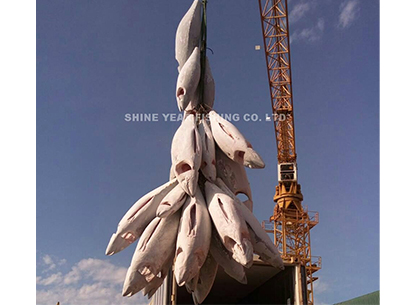 黃鰭鮪/Yellowfin Tuna 