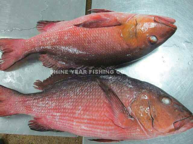 紅槽/Crimson Snapper 