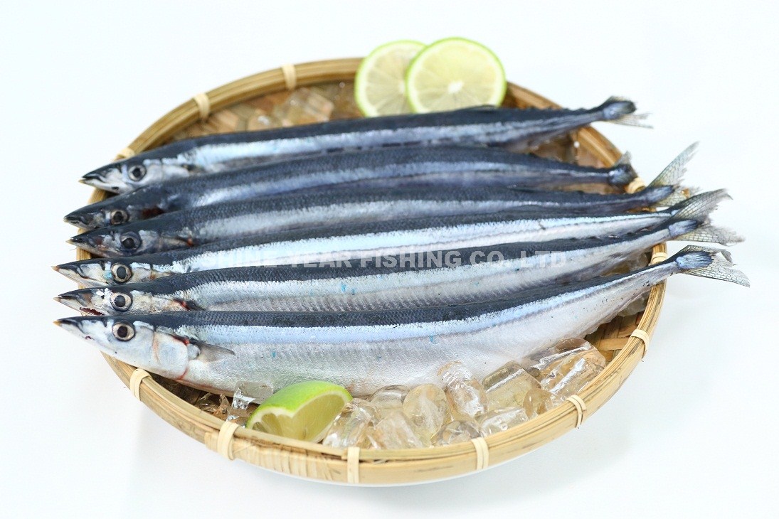 秋刀魚/Pacific Saury 