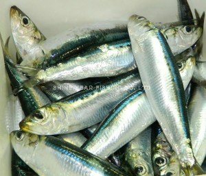 南非沙丁/ South African Sardine 