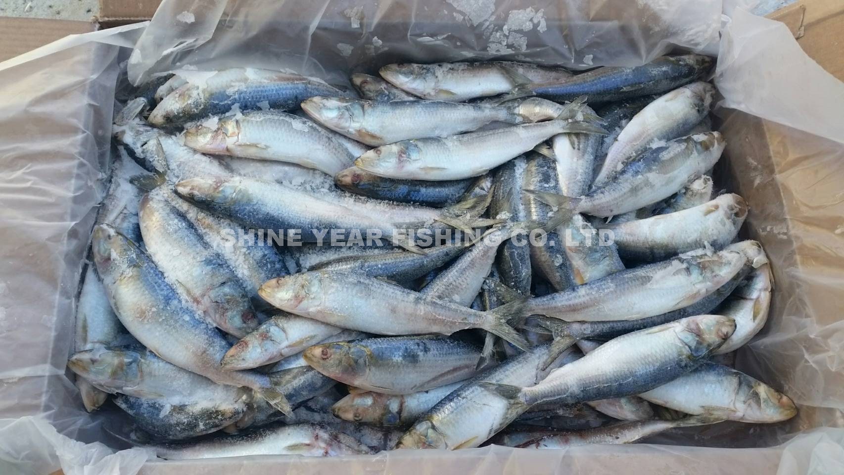 阿曼沙丁/ Oman Sardine 