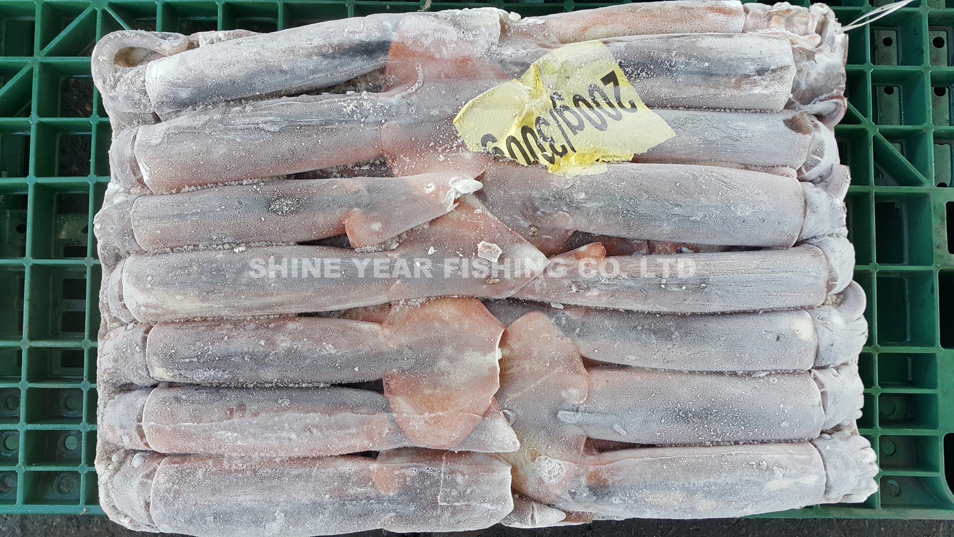 阿根廷魷魚 200-300克/ Argentine Squid 200-300g